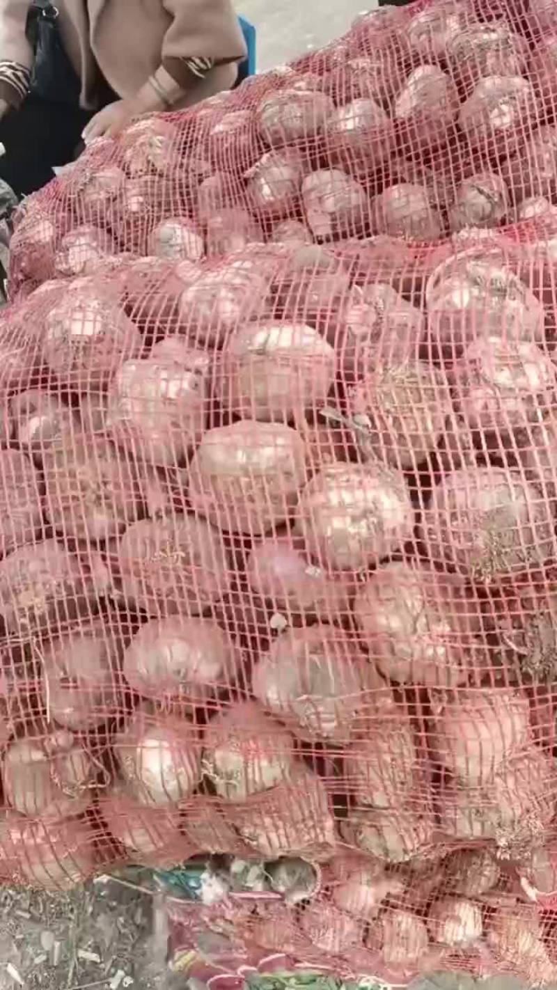 湿蒜头大量现货可发半挂需要的与我联系
