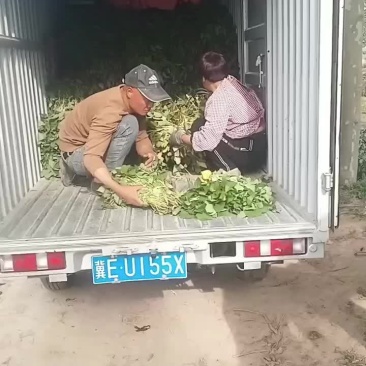各种红薯脱毒苗
