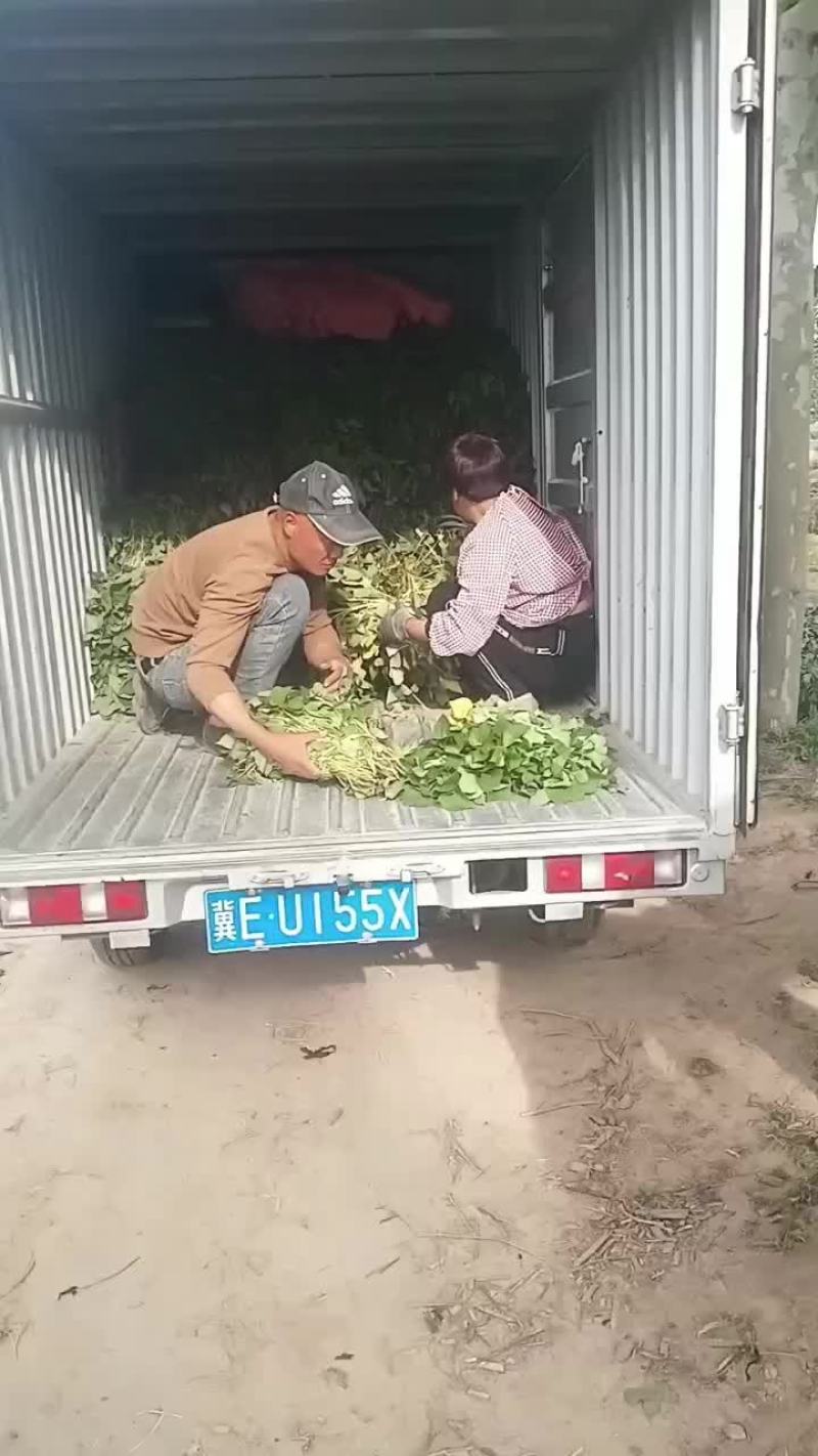 各种红薯脱毒苗