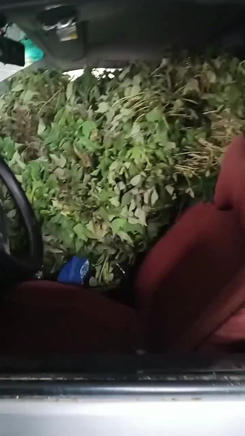 各种红薯脱毒苗