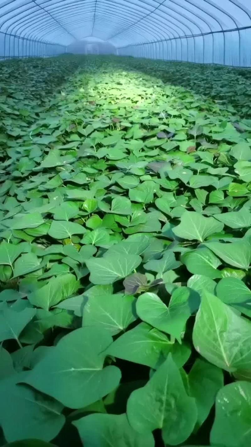 各种红薯脱毒苗