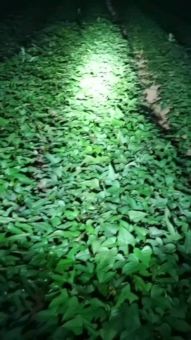 各种红薯脱毒苗