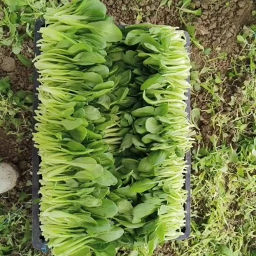 鸡毛菜