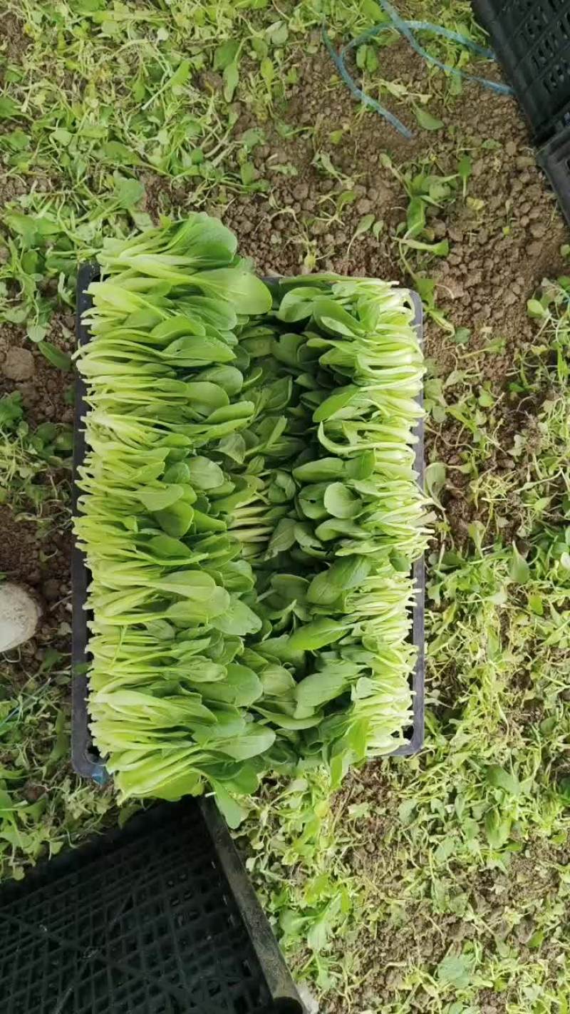 鸡毛菜