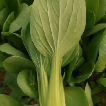 出棚精品小油菜