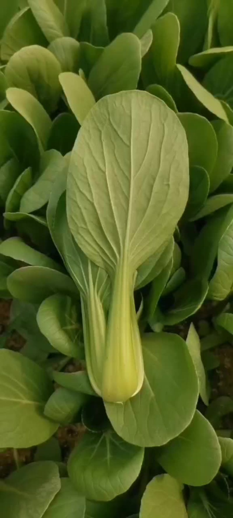 出棚精品小油菜