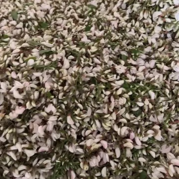 精品槐花，百分之95骨朵