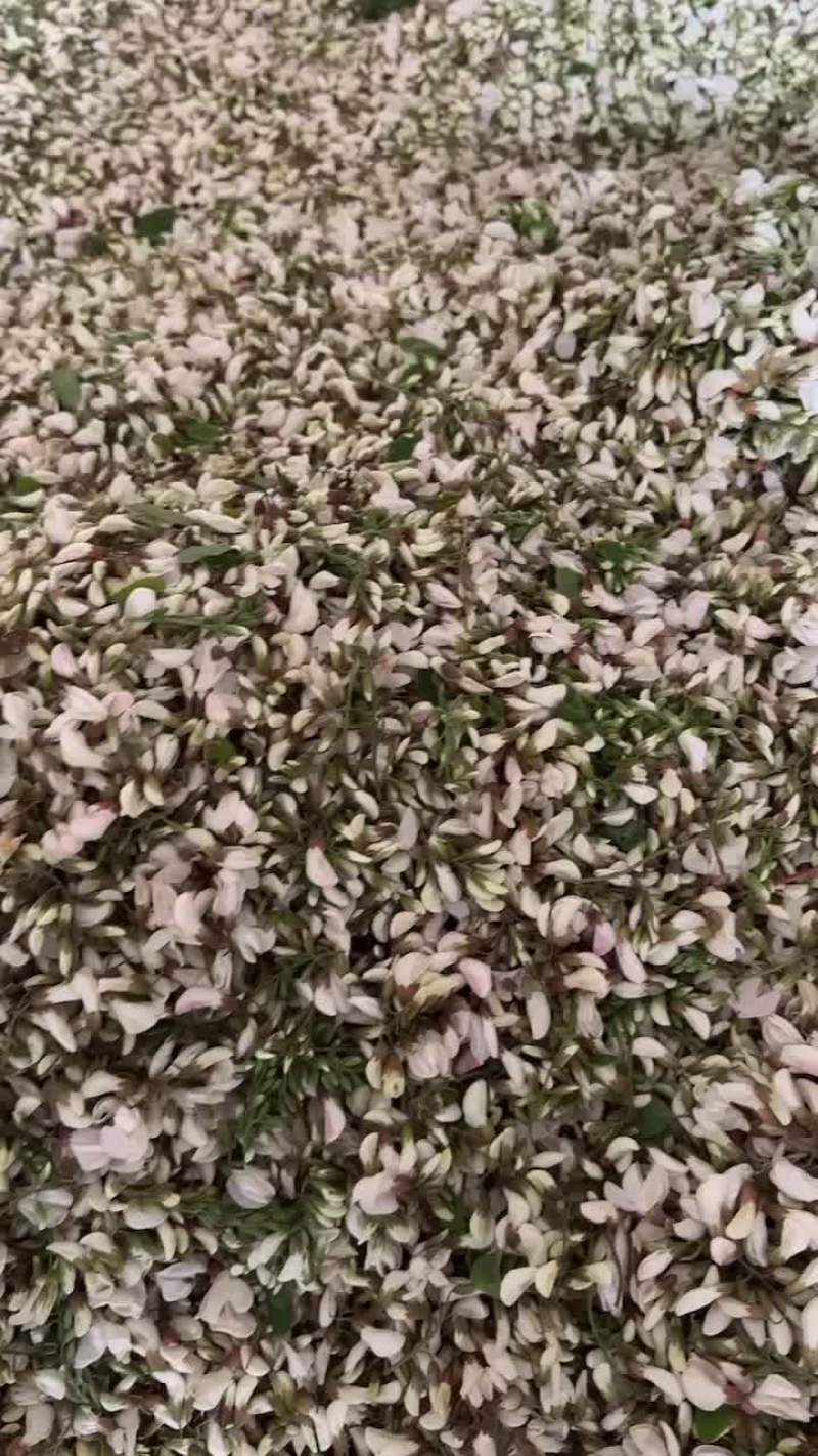 精品槐花，百分之95骨朵