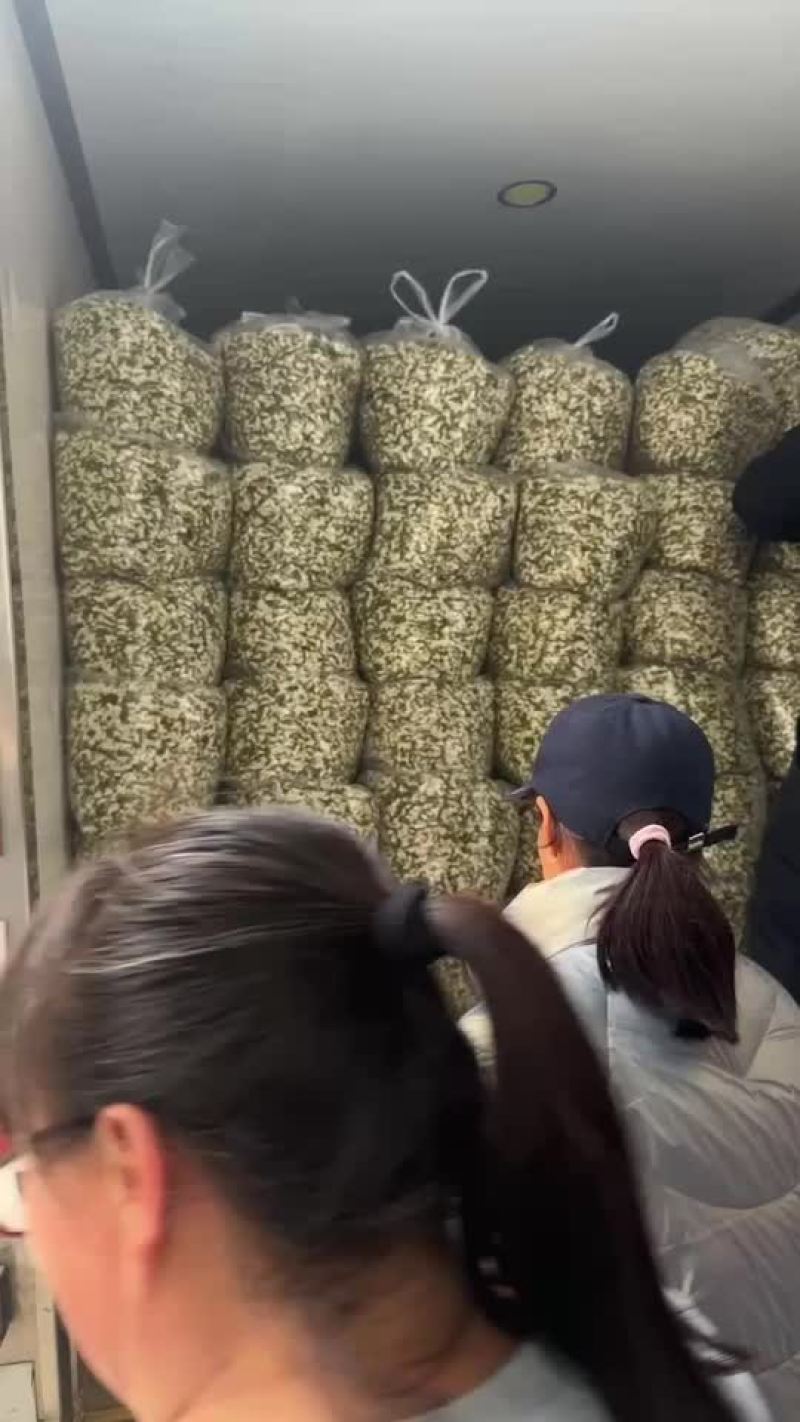 精品槐花，百分之95骨朵