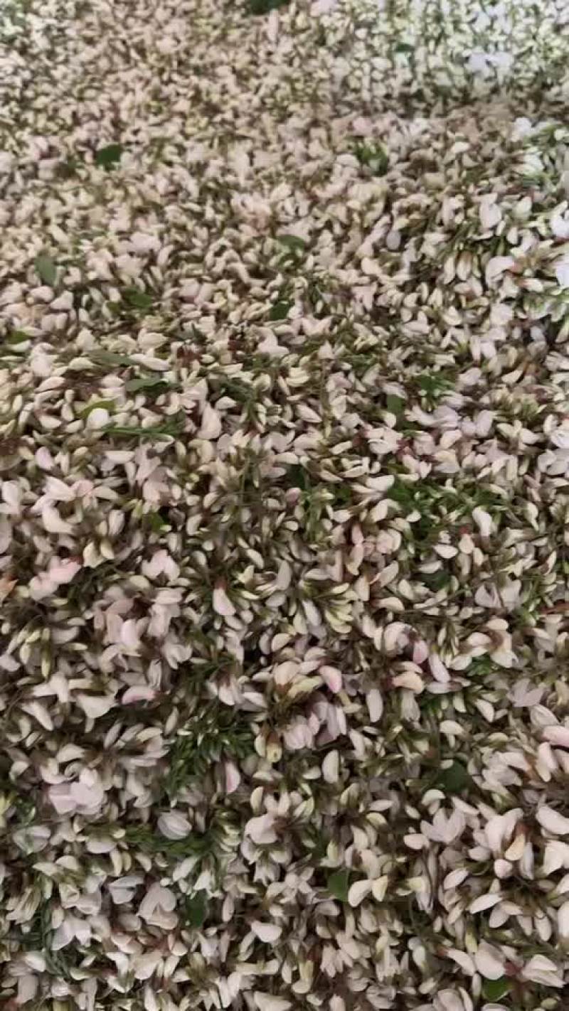 精品槐花，百分之95骨朵