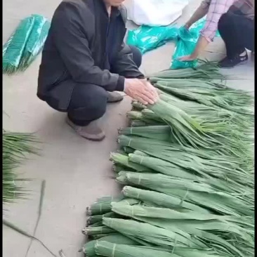 安徽苇叶长宽量大