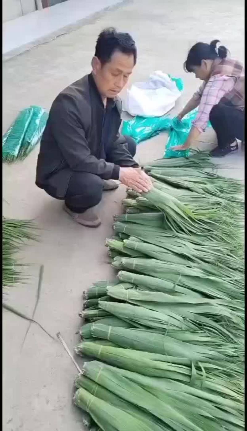 安徽苇叶长宽量大
