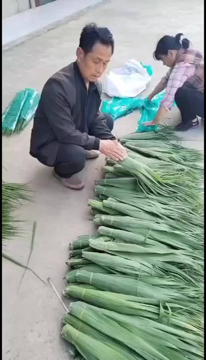 安徽苇叶长宽量大