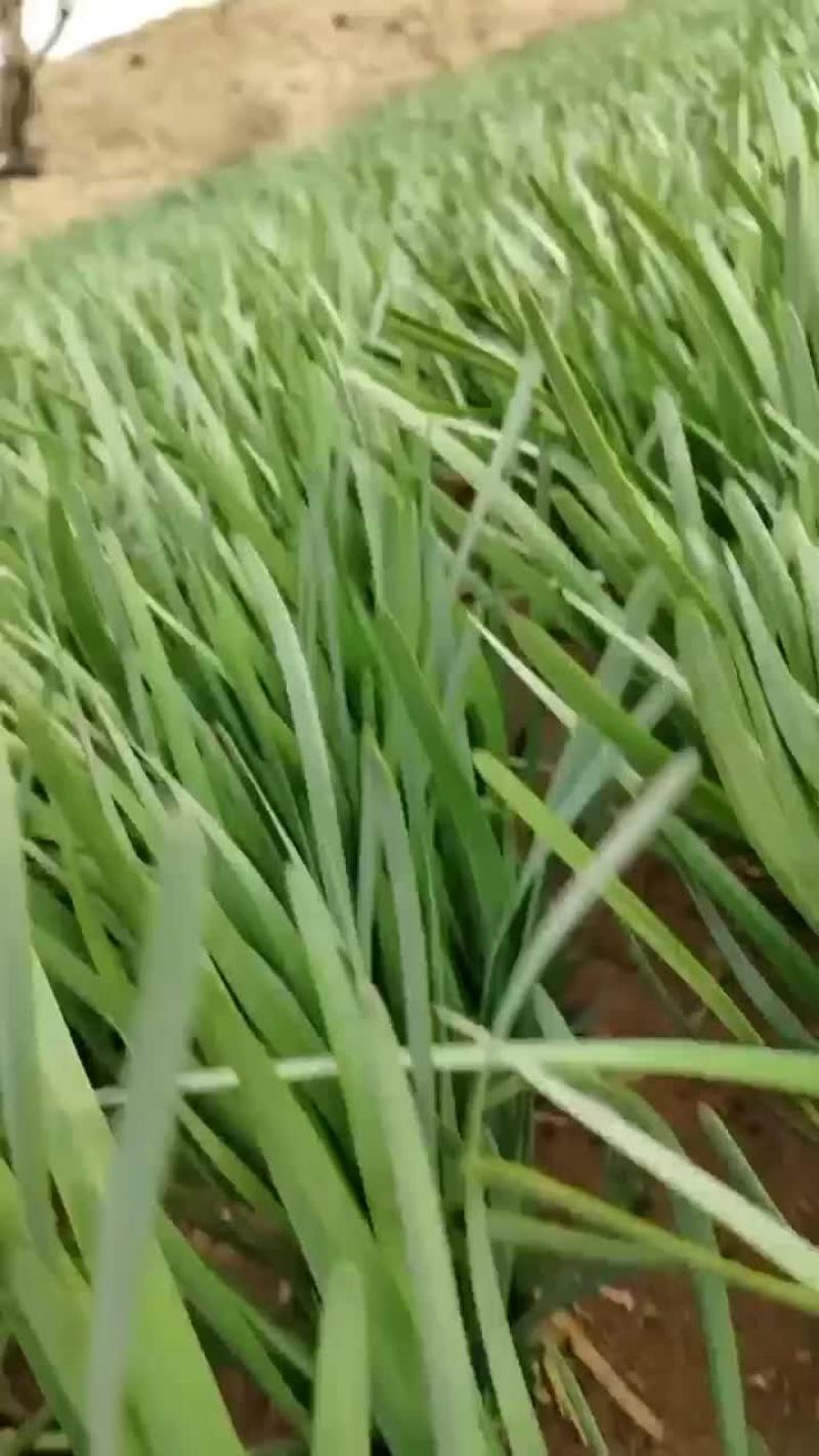 精品韭菜