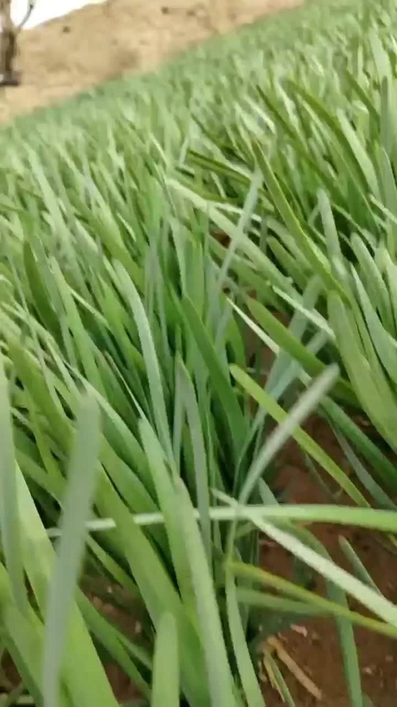 精品韭菜