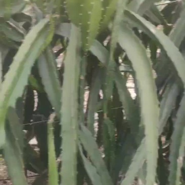 红心火龙果苗