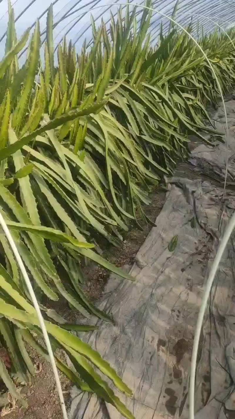 红心火龙果苗
