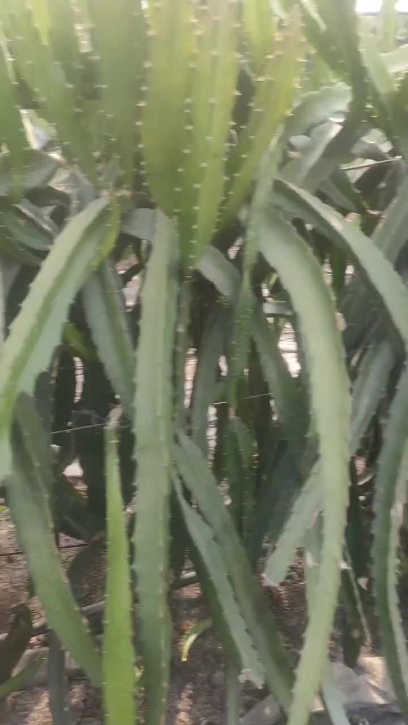 红心火龙果苗