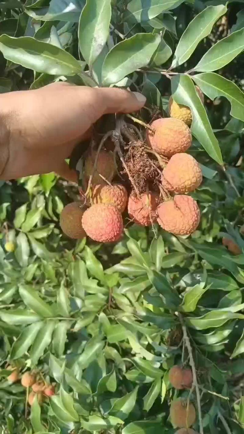 大果