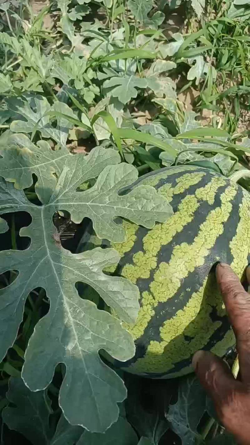 西瓜