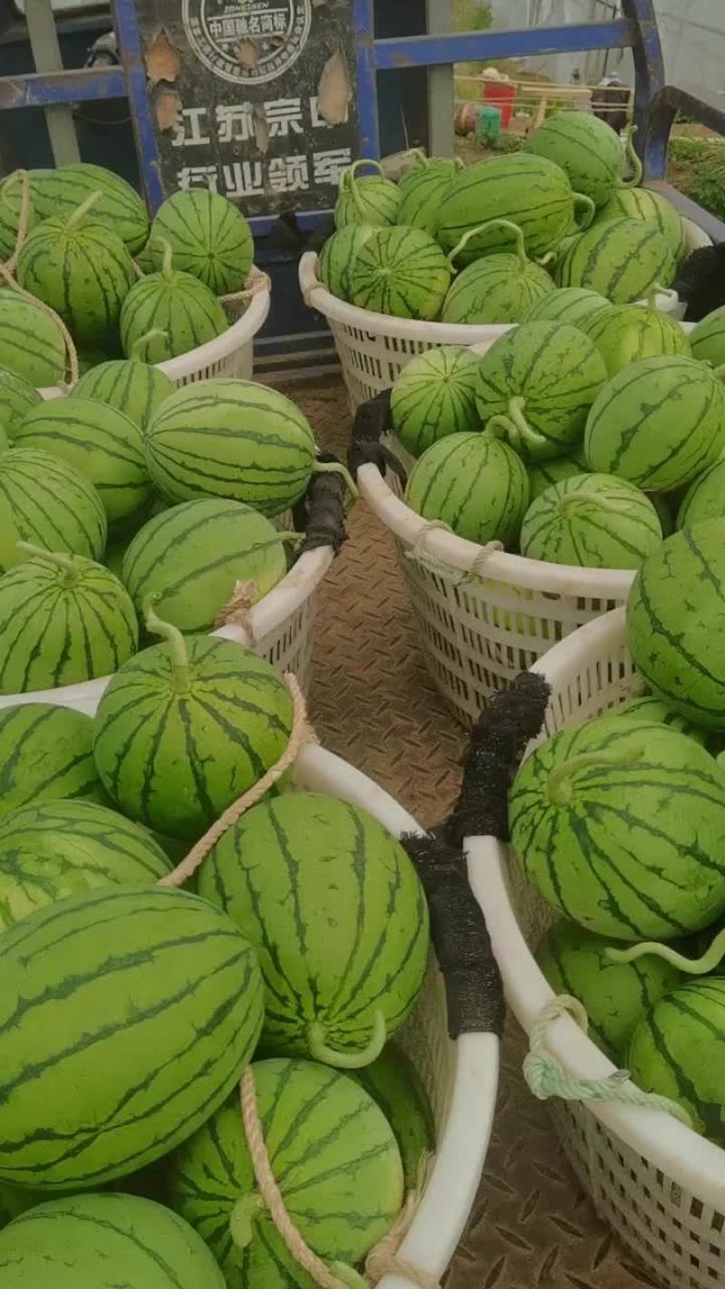 早春红玉浙江精品，美都，甘美，蜜童，甜宝等