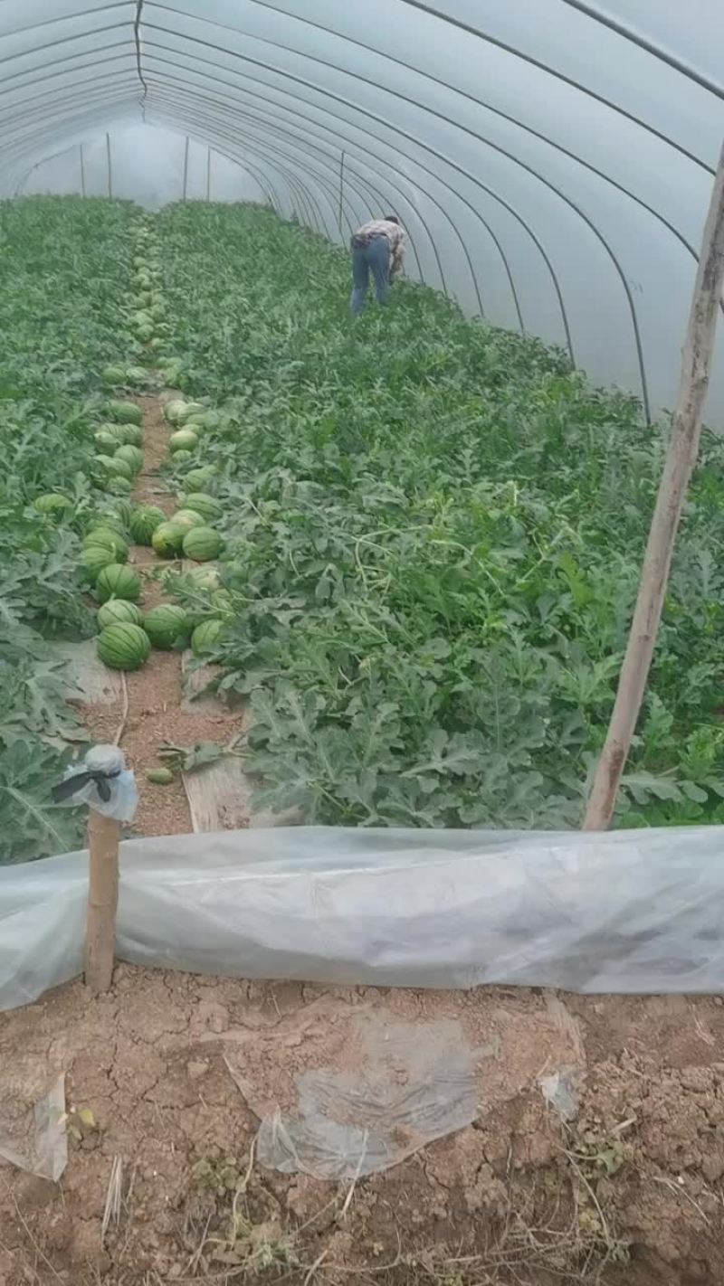 早春红玉浙江精品，美都，甘美，蜜童，甜宝等