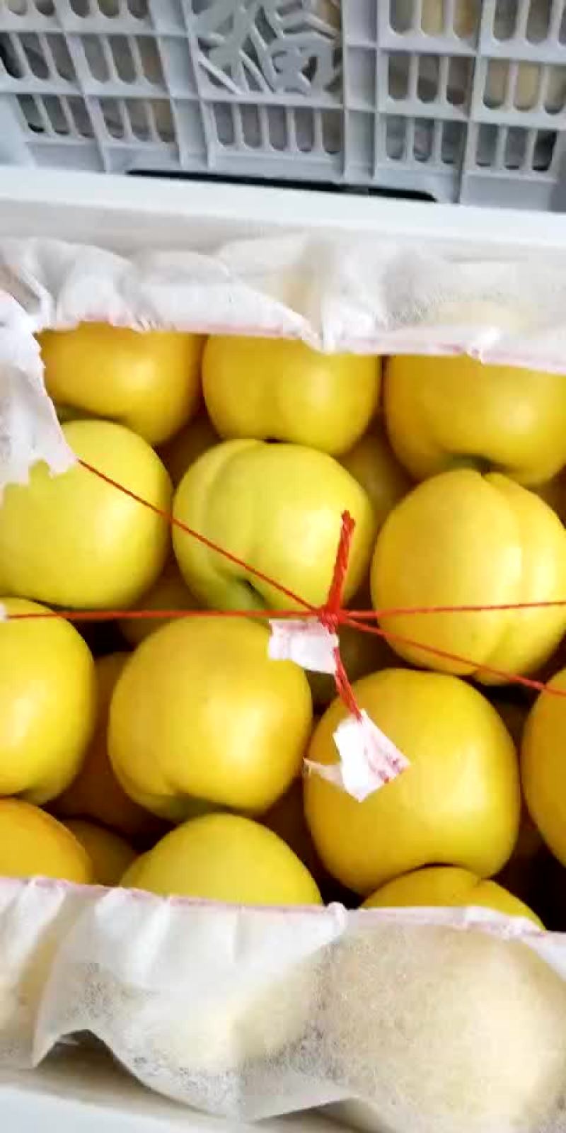 油桃