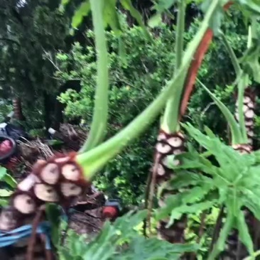 龙鳞春雨