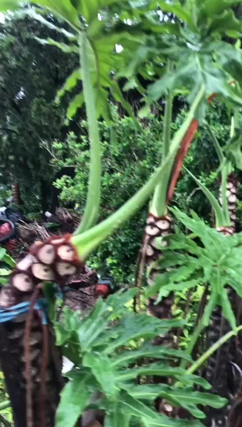 龙鳞春雨