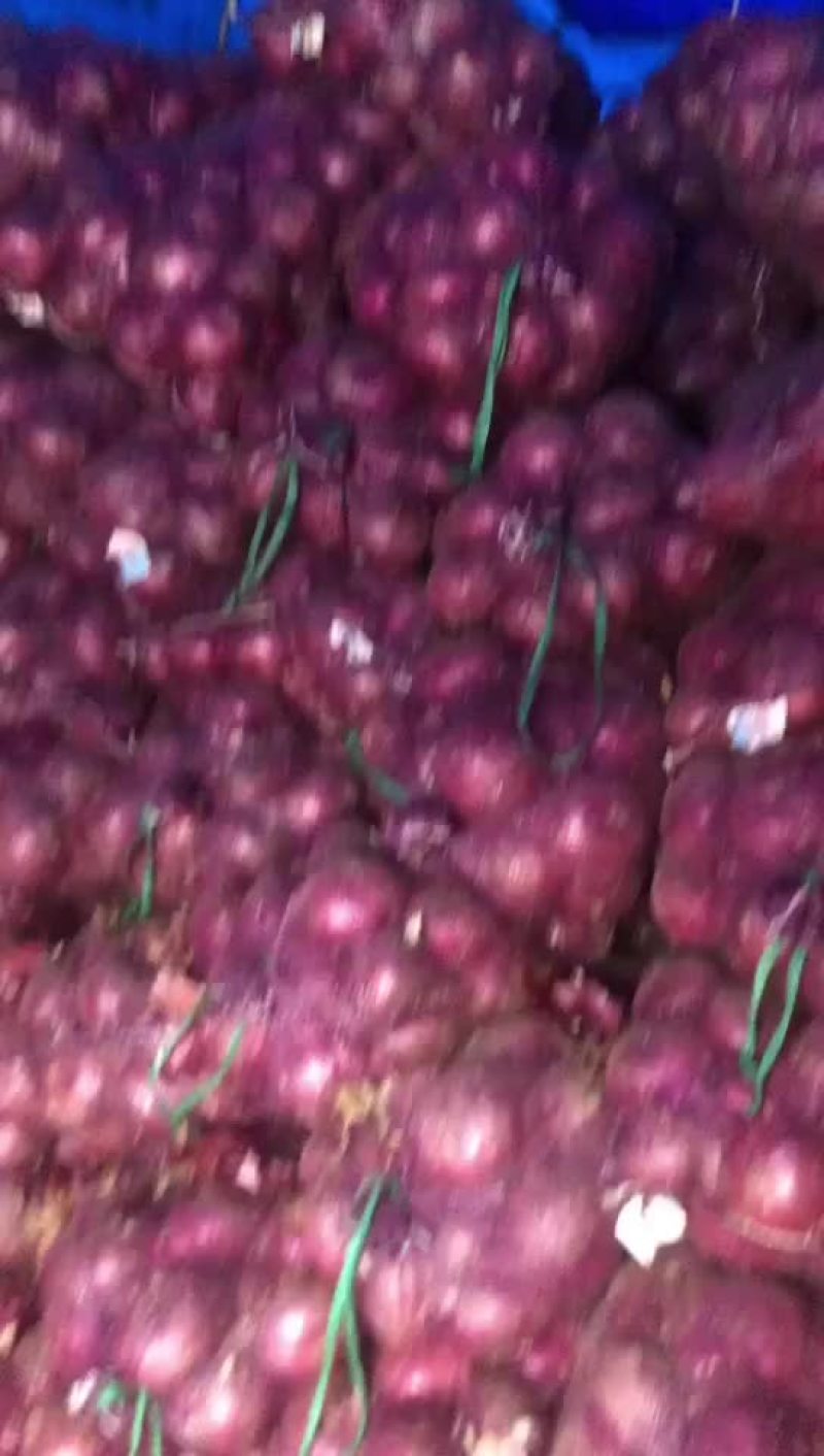 靓洋葱