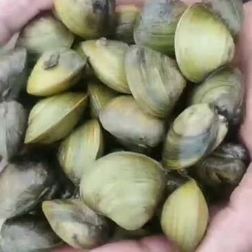 河蚬子