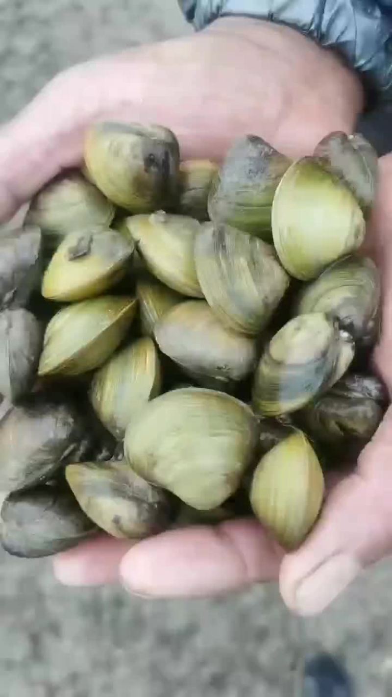 河蚬子