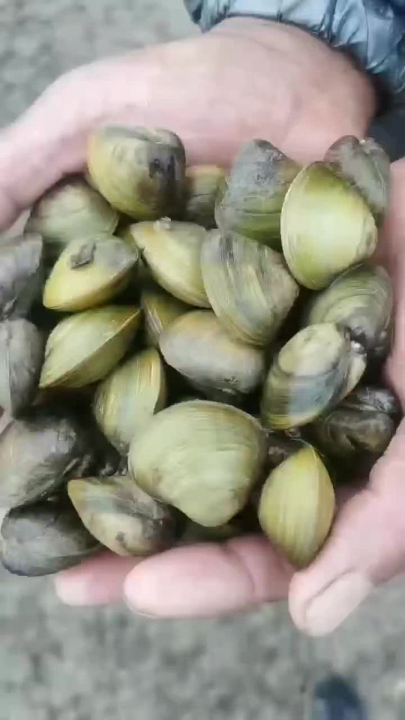 河蚬子