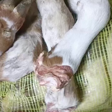 小牛蹄羊蹄
