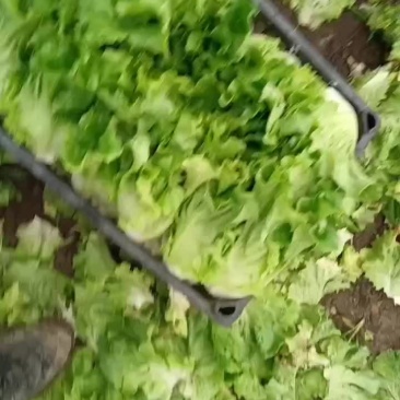 精品意大利生菜