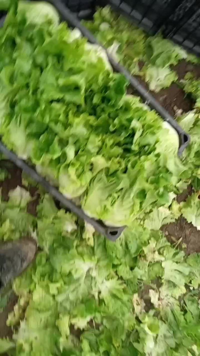 精品意大利生菜