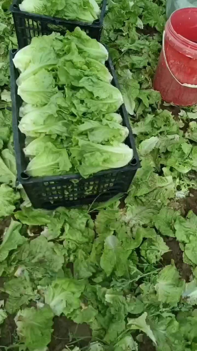 精品意大利生菜