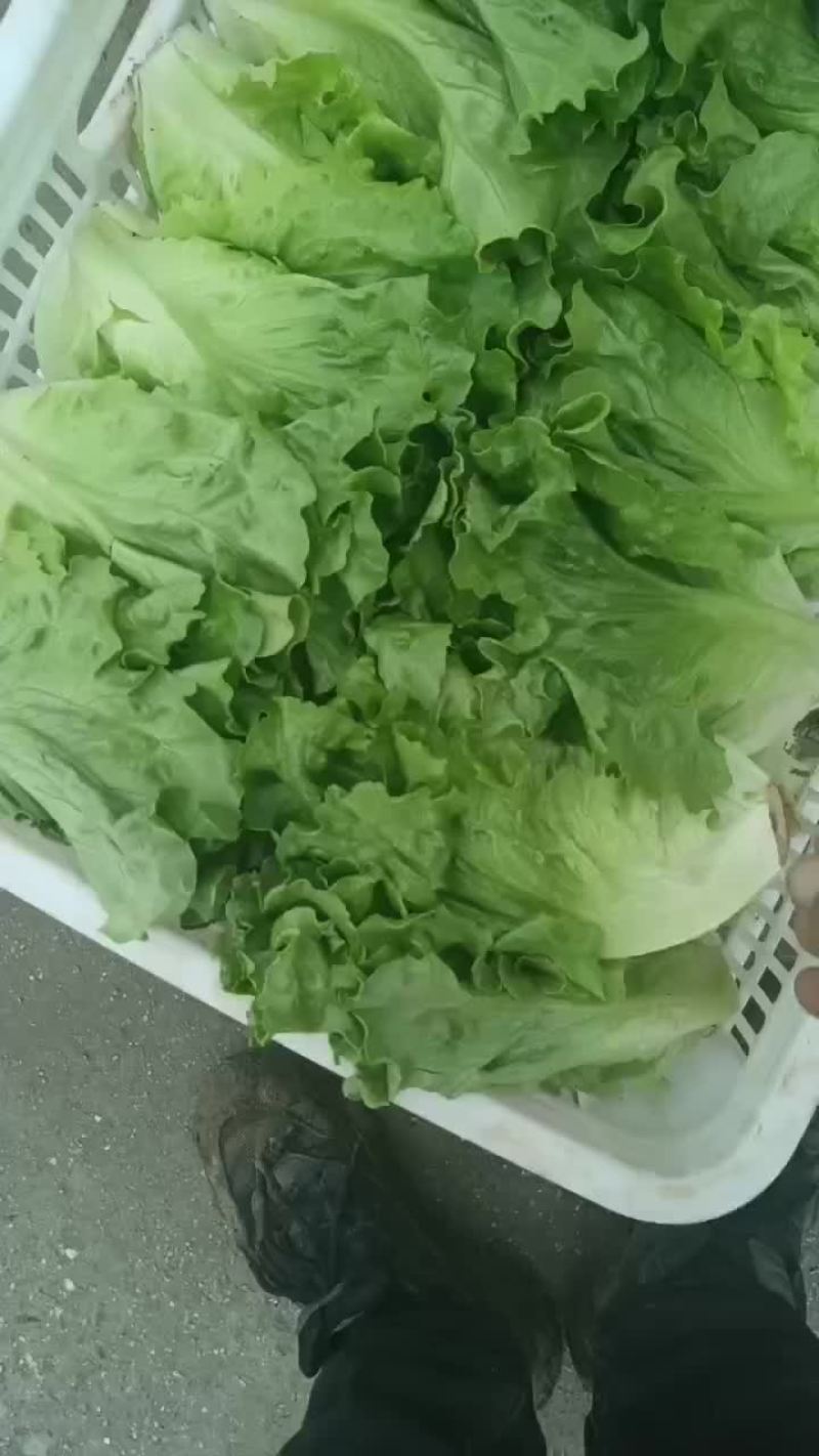 精品意大利生菜