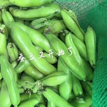蚕豆