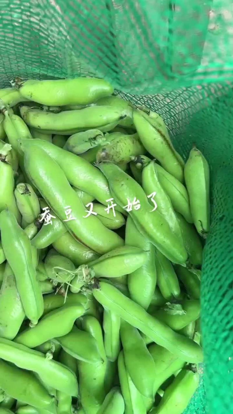 蚕豆