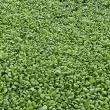 精品大叶茼蒿