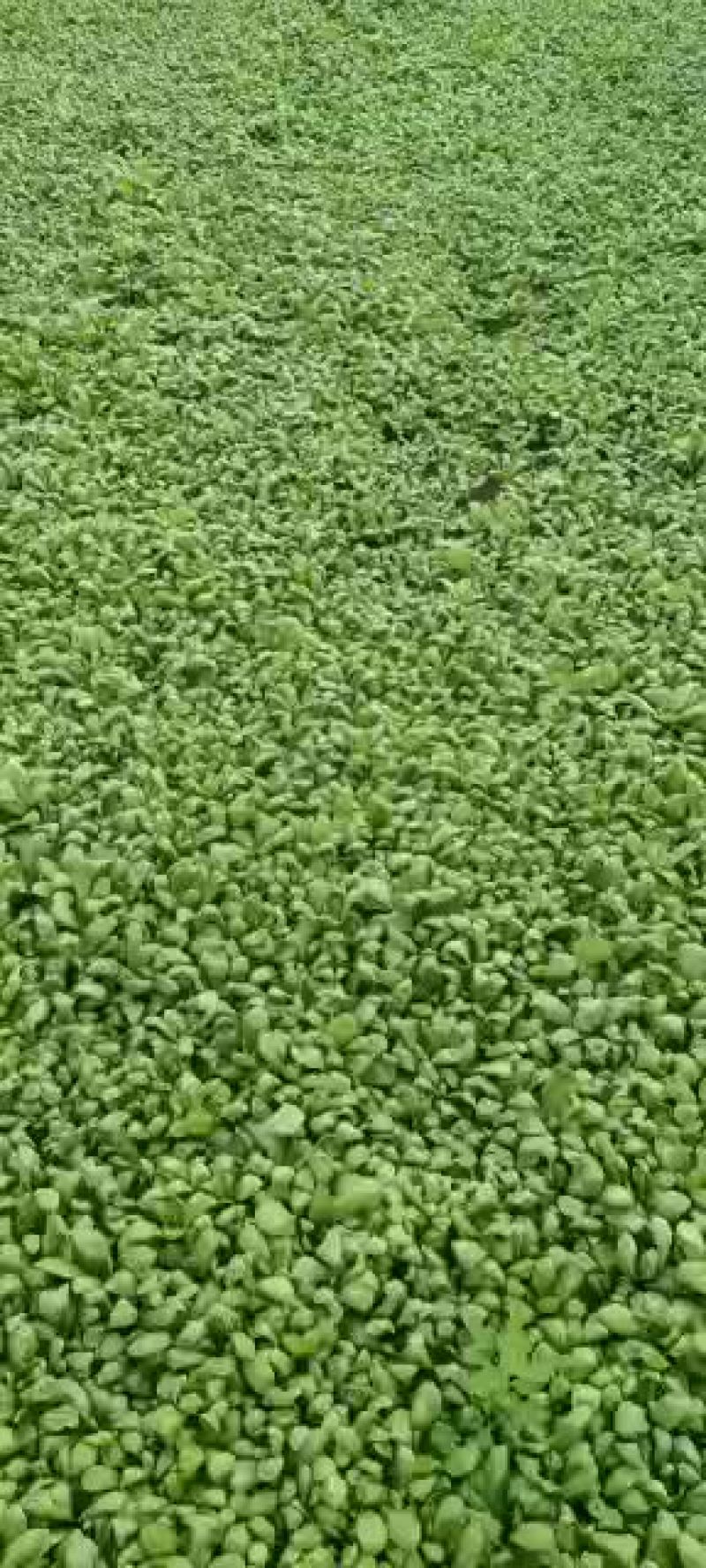精品大叶茼蒿