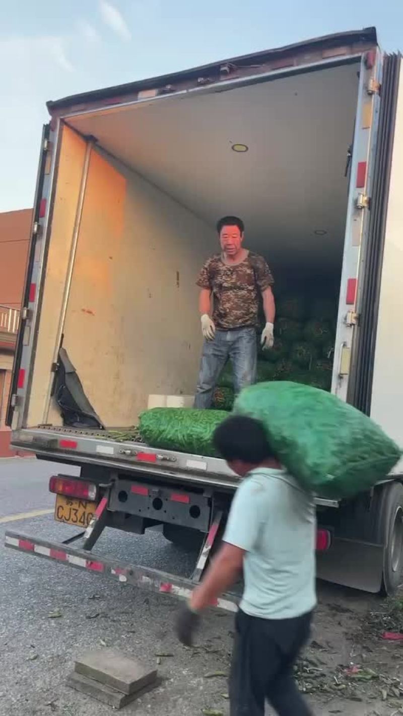 青蚕豆