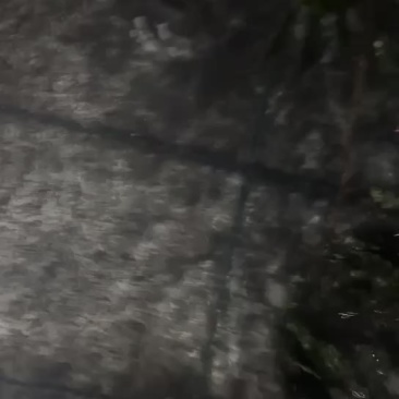 牛蛙苗/发财苗