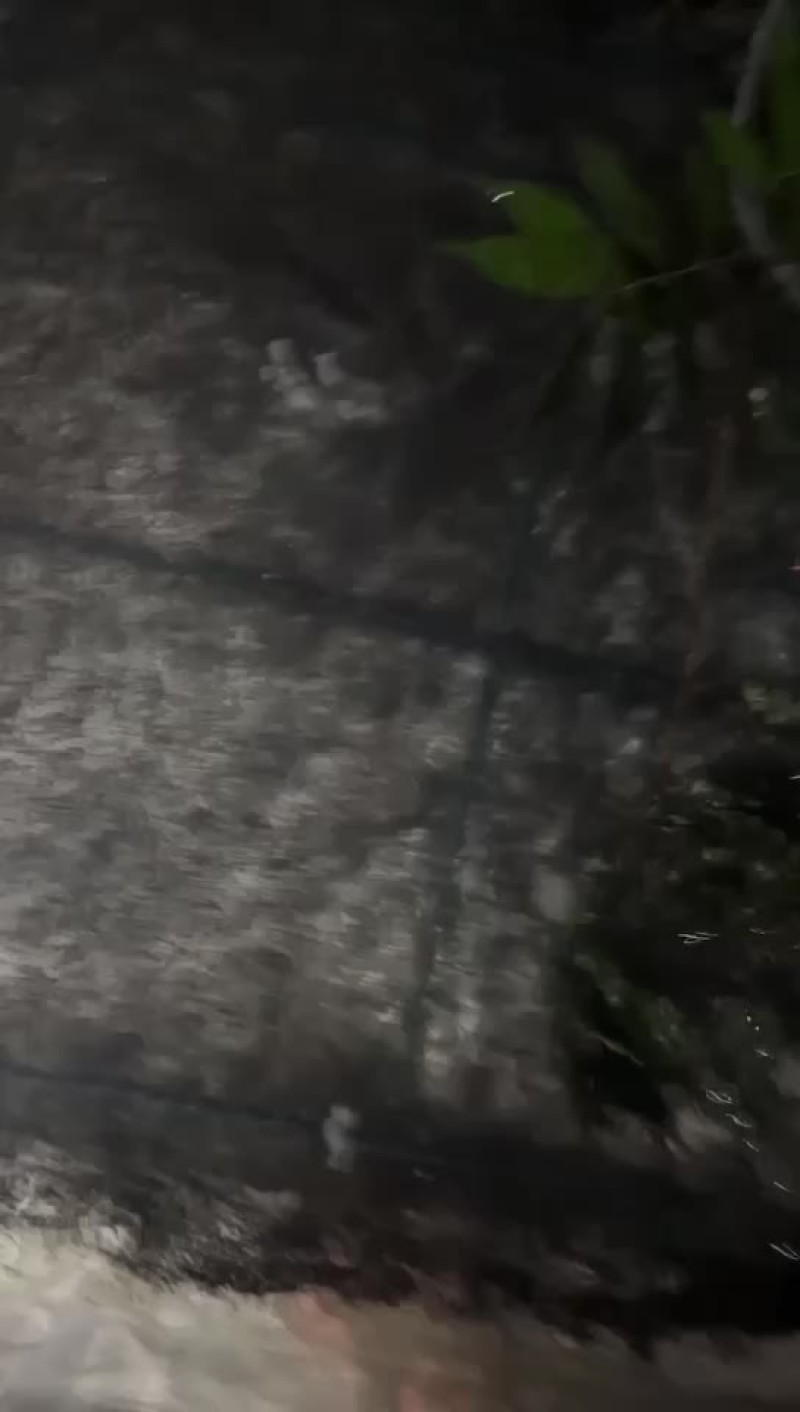 牛蛙苗/发财苗