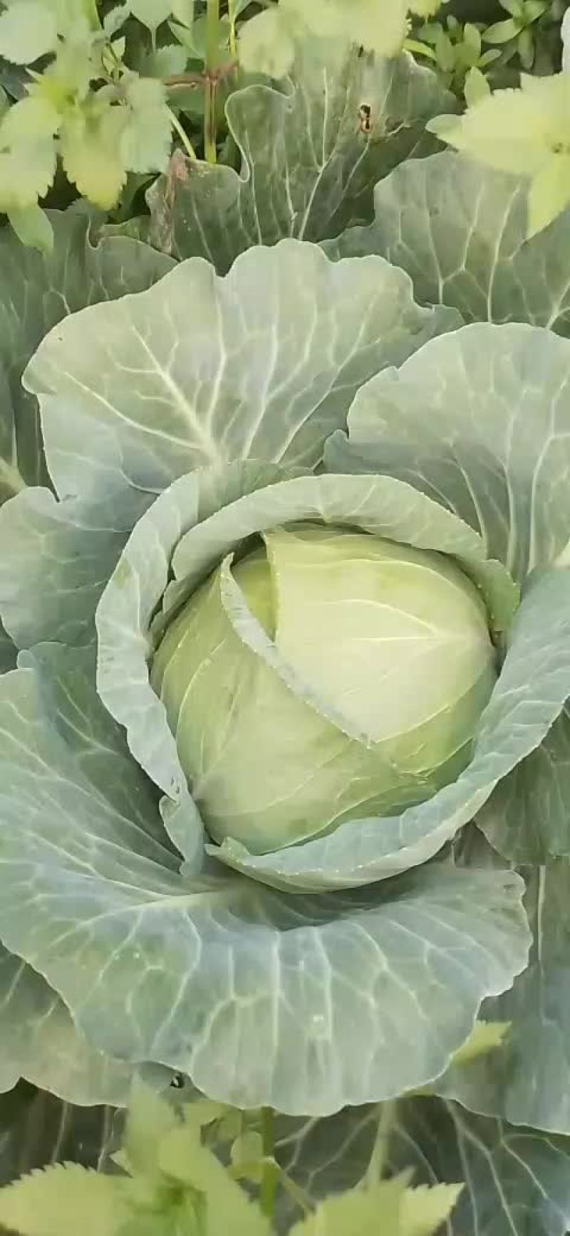 豪帝包菜，厚叶耐运输