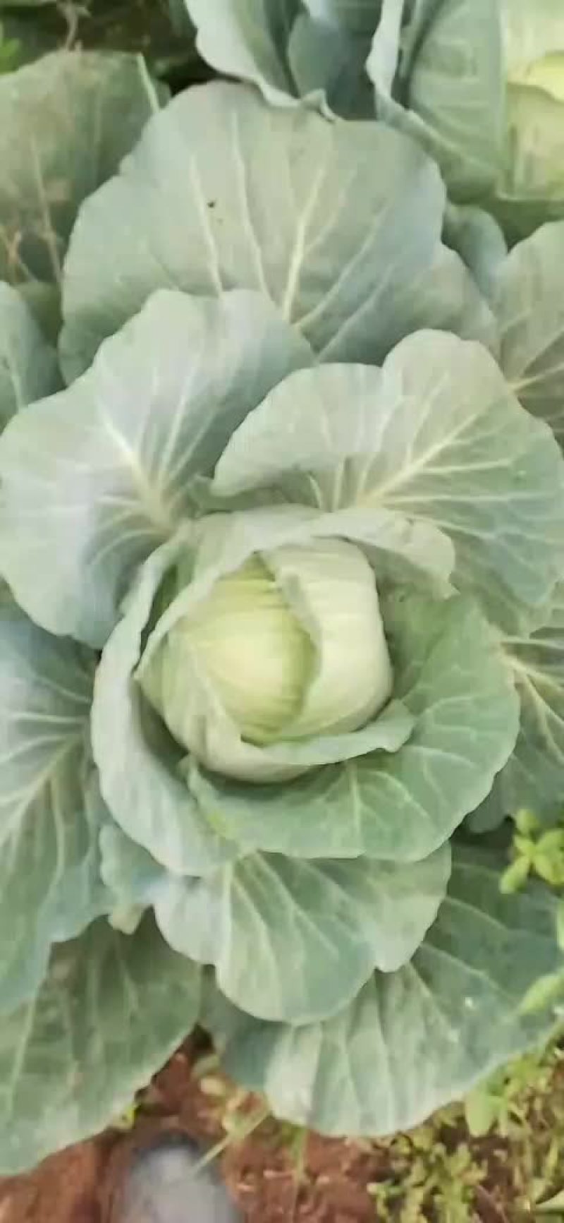 豪帝包菜，厚叶耐运输