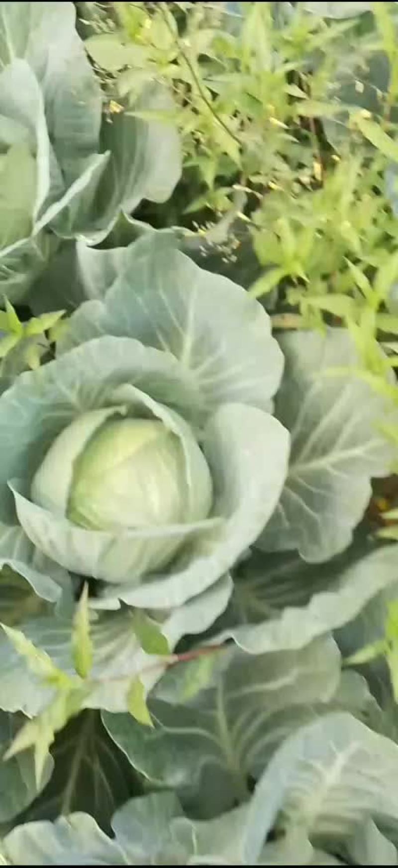 豪帝包菜，厚叶耐运输