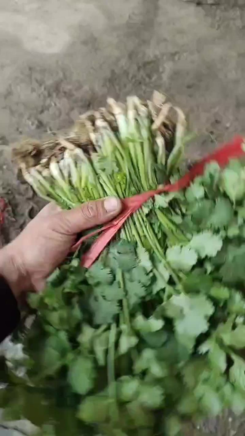 大棚和陆地香菜大量上市