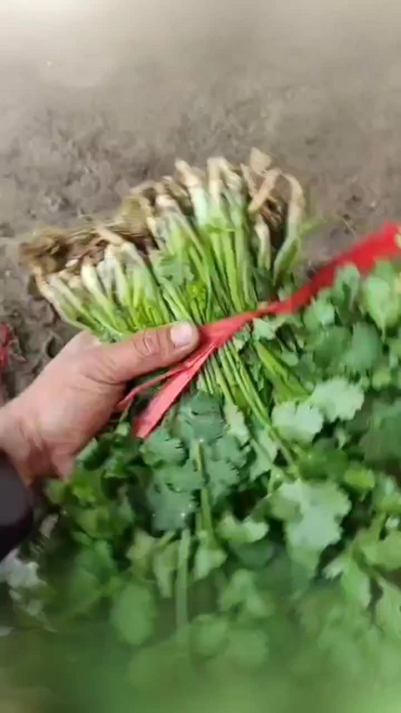 大棚和陆地香菜大量上市